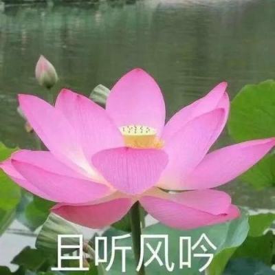 “70后”张彦琳任省委统战部副部长
